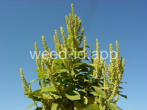 marshelder, annual